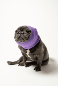 PET HOODZ DOG HOODIES FOR ANXIETY (Color: Lavender, size: medium)