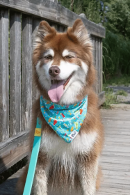 Seaside Sips Dog Bandana (size: M/L - 27in x 13in)